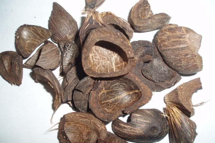 Palm Kernel Shells