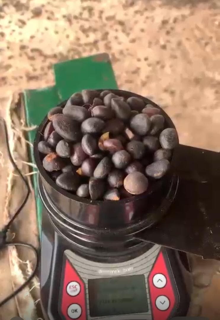 Whole Palm Kernels
