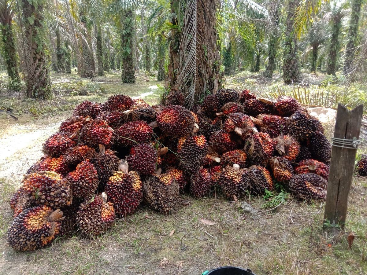 Palm Kernel Plantation